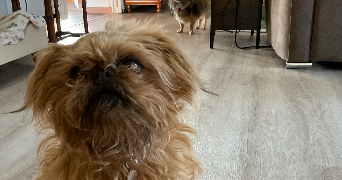 magali dog sitter à LA CHAPELLE LONGUEVILLE 27950_2