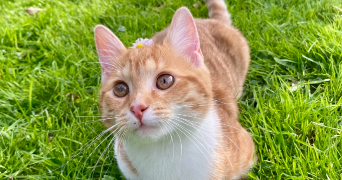 amandine pet sitter à EPINAY SUR SEINE 93800_2