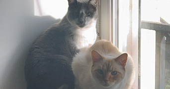 anaëlle pet sitter à LUZARCHES 95270_1