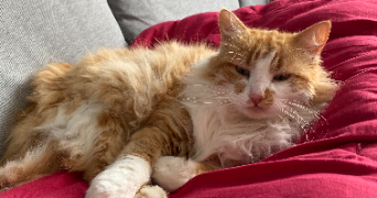cyprien pet sitter à NANTES 44300_4
