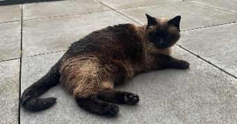 delphine pet sitter à METZ 57070_1