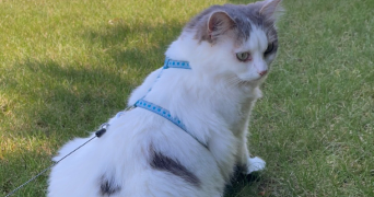 ambre pet sitter à STE MARIE LA BLANCHE 21200_3