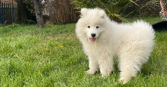 auriane pet sitter à Vienne 38200_1