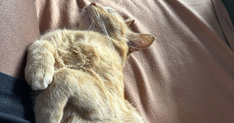 tessa pet sitter à VILLEURBANNE 69100_6