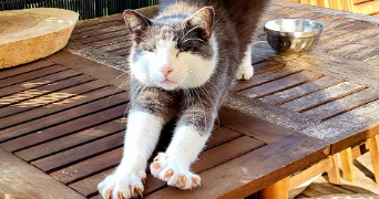 cassandre pet sitter à MONTELIMAR 26200_1