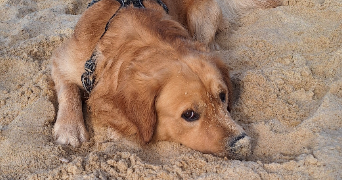 maëlys pet sitter à TALENCE 33400_2