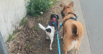 lou pet sitter à MER 41500_1