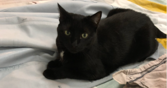 laura cat sitter à PARIS 05 75005_2