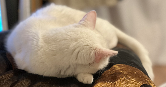 sanny cat sitter à LINGOLSHEIM 67380_3