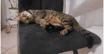 florent pet sitter à engenville 45300_1