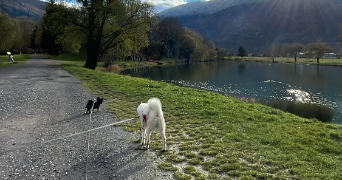 laure pet sitter à SETE 34200_3