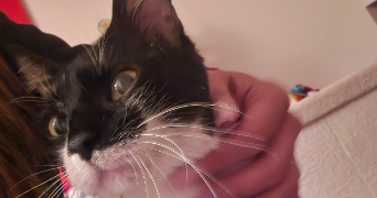 catia pet sitter à NEUWILLER LES SAVERNE 67330_5
