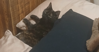 guy pet sitter à LE CANNET 06110_2