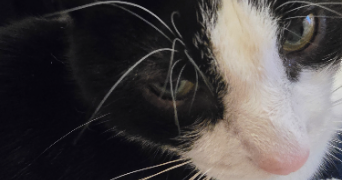 jimmy pet sitter à PARIS 14 75014_8
