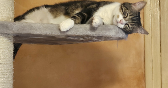 valerie pet sitter à Montpellier 34070_4