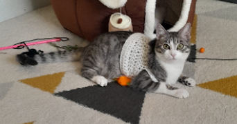 sanae pet sitter à POITIERS 86000_7
