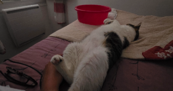 bénédicte pet sitter à CANNES 06400_3