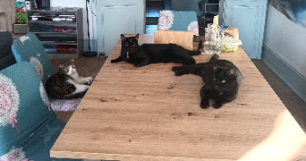 sandra pet sitter à MOISSAC 82200_2