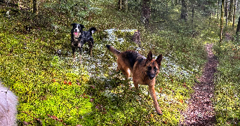 fanny pet sitter à LA CELLE SUR MORIN 77515_3