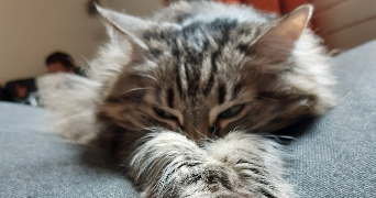 Sonja pet sitter à MASSY 91300_2