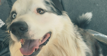 kloe pet sitter à LA ROCHE SUR YON 85000_4