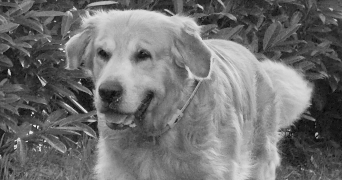 kristell pet sitter à VERSAILLES 78000_3