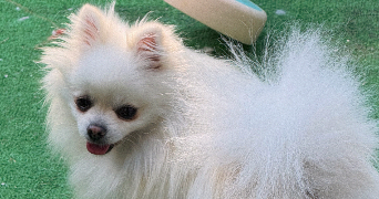 margaux pet sitter à VILLEVAUDE 77410_1