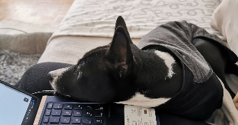manon pet sitter à PONT ST MARTIN 44860_10
