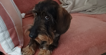 anne-marie pet sitter à Le Hinglé 22100_10