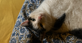 cyrielle pet sitter à BRON 69500_2