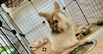 manon pet sitter à ST DIZIER 52100_5