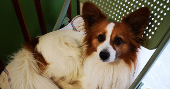 Éléa pet sitter à DIJON 21000_2