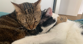 anna-louise pet sitter à BOULOGNE BILLANCOURT 92100_5