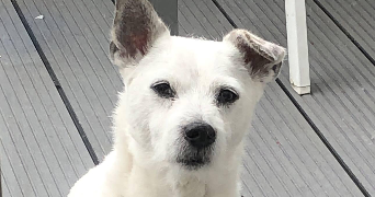 caroline pet sitter à LA CELLE SUR MORIN 77515_2