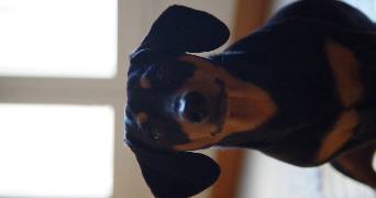 marine pet sitter à LAGNY SUR MARNE 77400_1