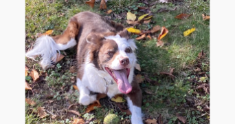 eloïse pet sitter à TOULOUSE 31100_1