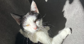 lubin cat sitter à FONTENAY AUX ROSES 92260_2