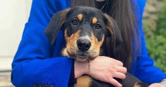 mélodie pet sitter à NUCOURT 95420_5