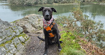 mael pet sitter à QUIMPER 29000_0