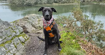 mael pet sitter à QUIMPER 29000