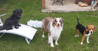 aurelie pet sitter à COURTOMER 77390_2