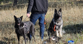 claire dog sitter à MALLEMORT 13370_4