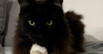 emma pet sitter à BEZIERS 34500_1