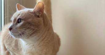 julie pet sitter à Toulouse 31000_6