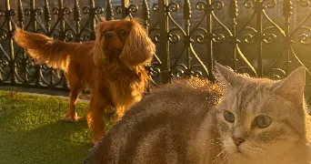 charlotte pet sitter à PARIS 17 75017