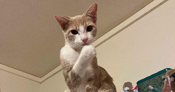 manon pet sitter à CHAMPIGNEULLES 54250_3
