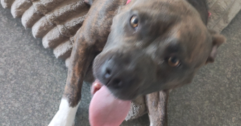 gwen pet sitter à BETTELAINVILLE 57640_0