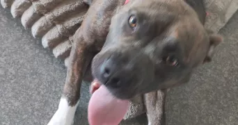 gwen pet sitter à BETTELAINVILLE 57640