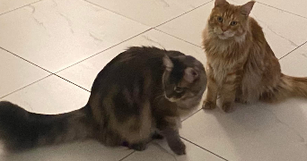 laurent pet sitter à HUNINGUE 68330_7