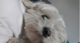 Mailys pet sitter à Quetigny  21800